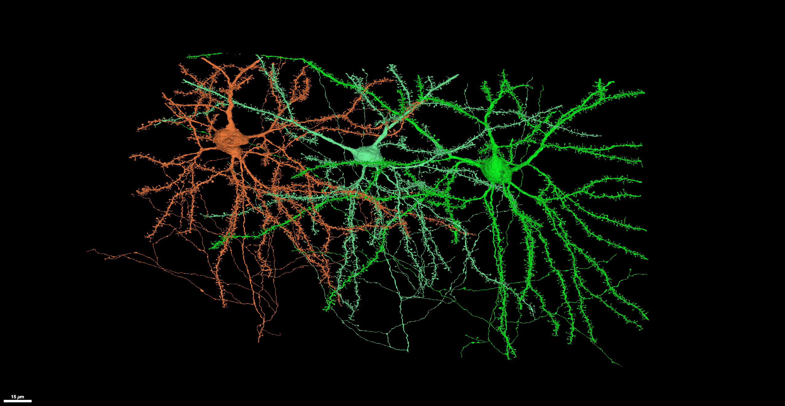 Three colored neurons with branching dendrites visualized against a black background.