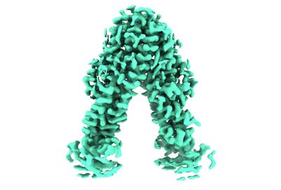 3D cryo-electron microscopy density map of a molecular structure with a triangular arch shape in teal color on a white background.