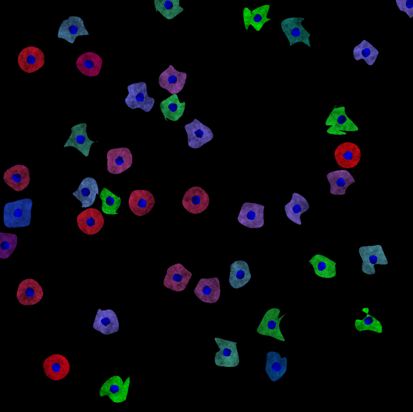 Fluorescently stained cells in red, green, and blue scattered on a black background, with nuclei distinctly highlighted in blue.