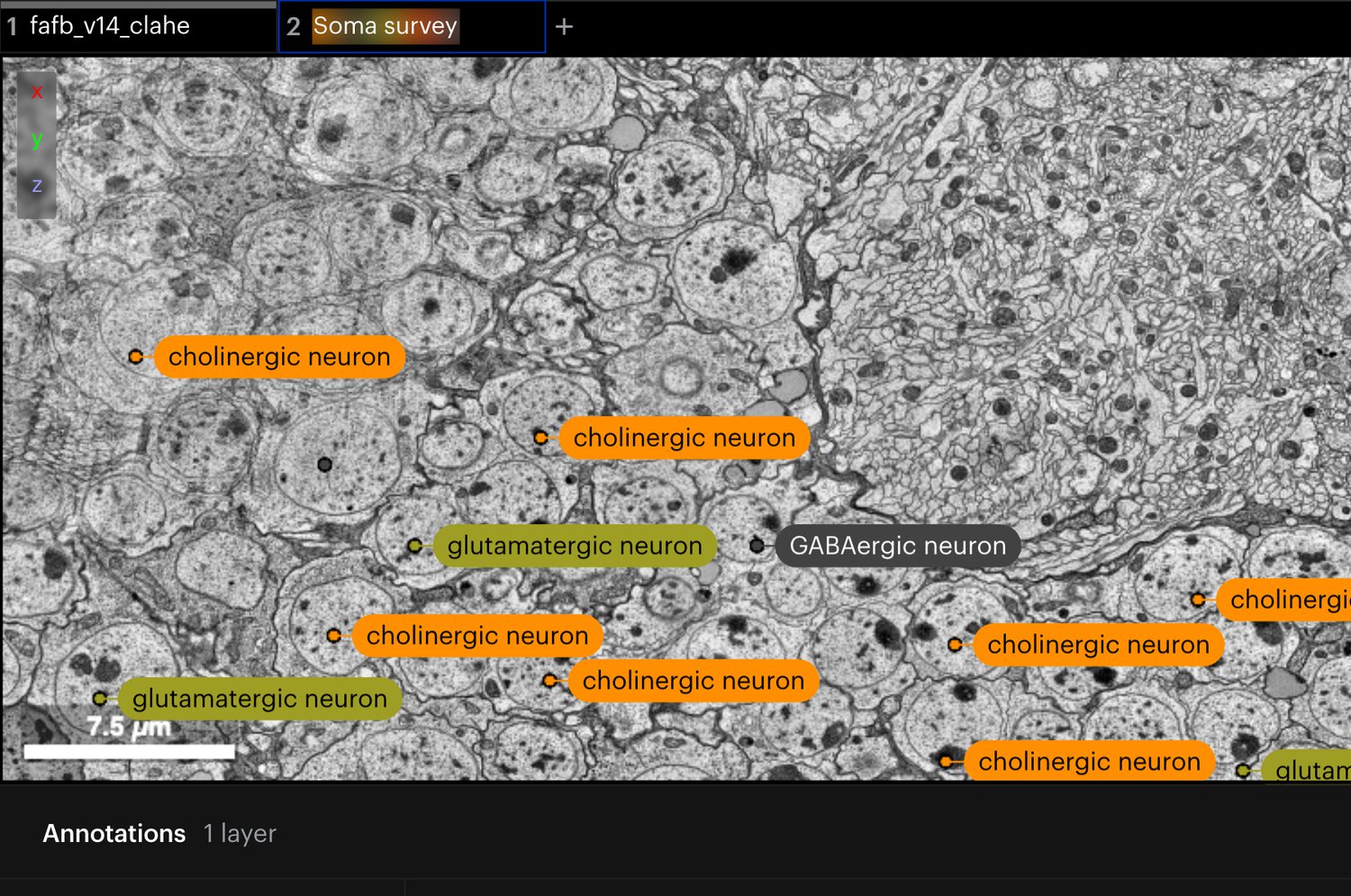 Cell bodies in a fly brain electron-microscopy volume, each labelled with its cell type from the Cell Ontology, above the annotation table.