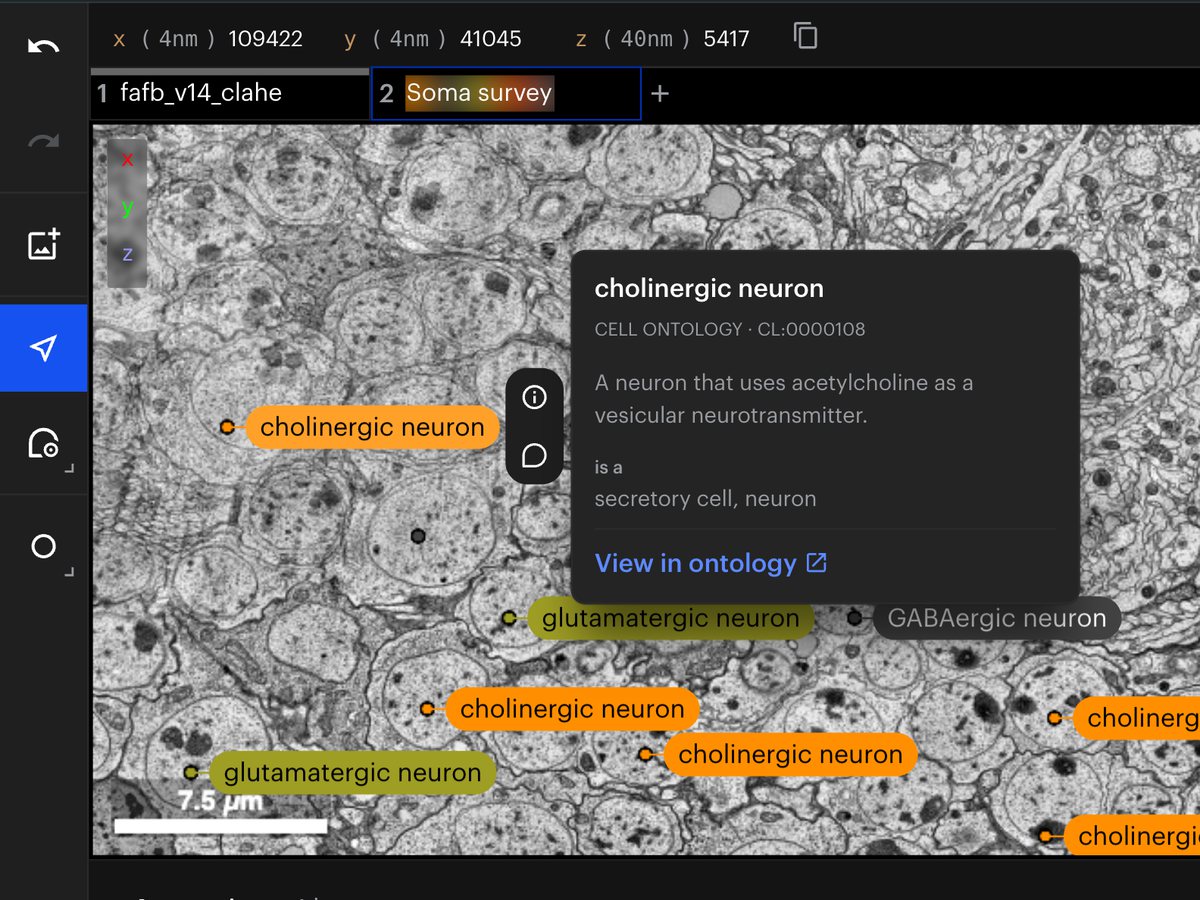 Labelled cell bodies in an electron-microscopy volume, with one label's Cell Ontology entry open: cholinergic neuron, CL:0000108, its definition and a link to view it in the ontology.