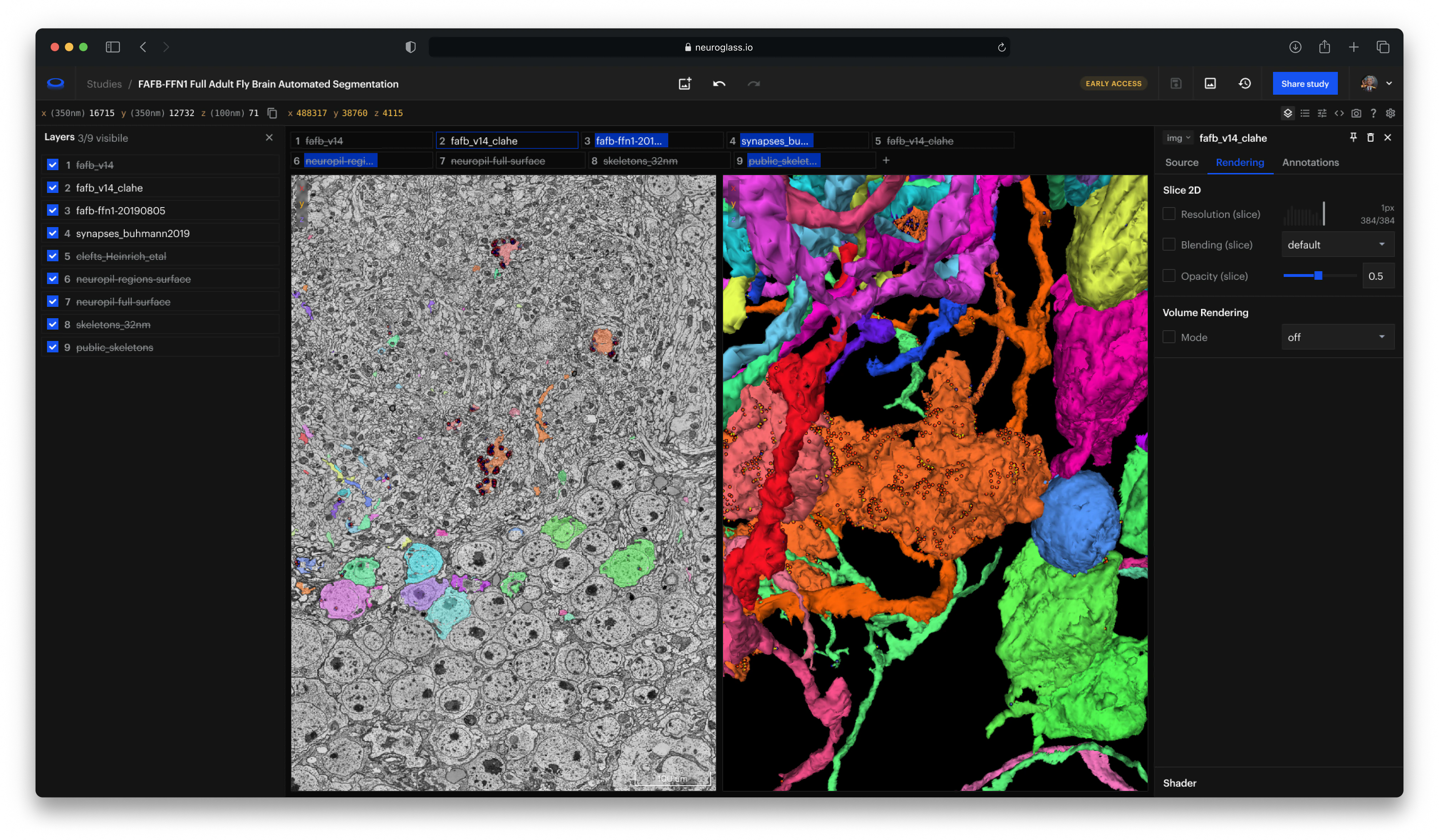 Neuroglancer interface showing segmented fly brain cells with a grayscale 2D slice on the left and colorful 3D volume renderings of brain structures on the right.